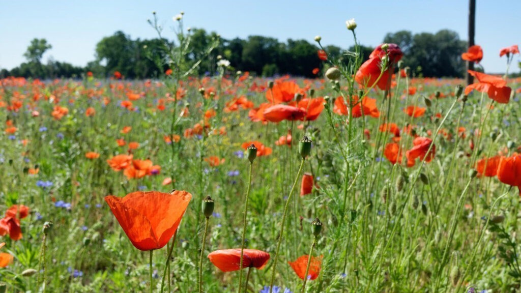 Field of poppies, Poland, picture by the author.