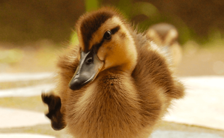 PHP — The Ugly Duckling