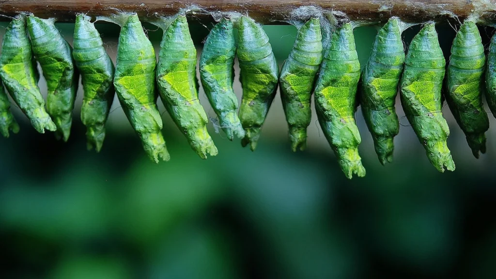 The whats and whys of green software development