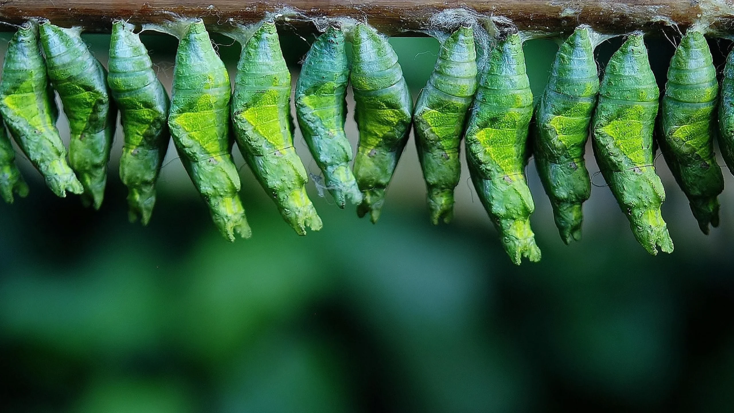 The Whats and Whys of Green Software Development 3 The Whats and Whys of Green Software Development